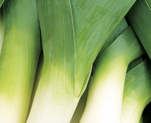 Load image into Gallery viewer, Leek