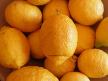 Load image into Gallery viewer, Lemons - Coney's Orchard 1kg