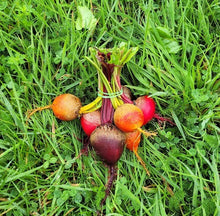 Load image into Gallery viewer, Beetroot Bunch (Red) - Lux