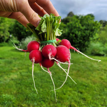Load image into Gallery viewer, Radish Bunch (Red & Purple mix) - Lux