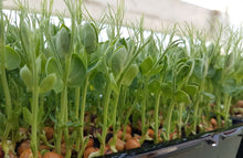 Load image into Gallery viewer, Pea Shoots 50g bag - Lux