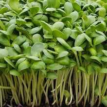 Load image into Gallery viewer, Sunflower Shoots (75g bag) - Lux
