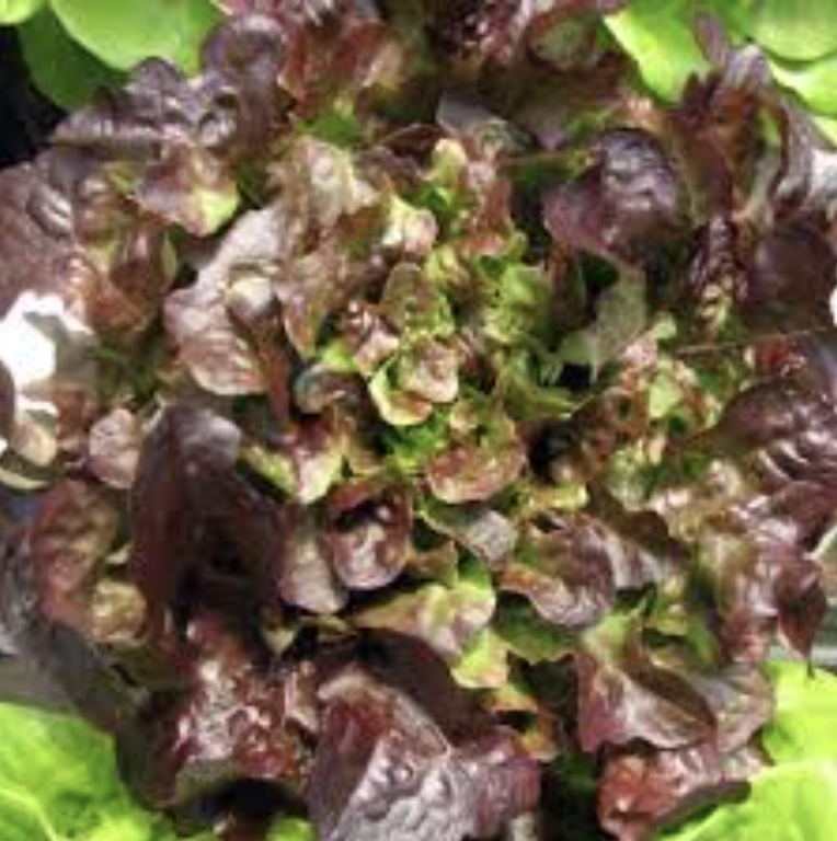 Lettuce - Green/Red Oak (Frilly)