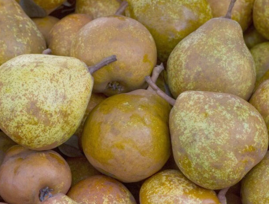 Pears - Winter Nelis 1kg