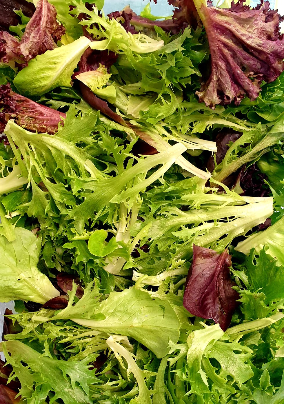Lettuce Salad Mix (Loose) 100g - Growing Wellness Rotorua