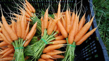 Load image into Gallery viewer, Carrots bunch (mixed colour) - Lux
