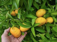 Mandarins (Martha's Orchard) 1kg