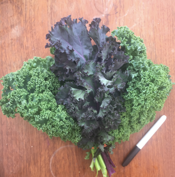 Kale Bunch (Mixed) - Grow Together Farm