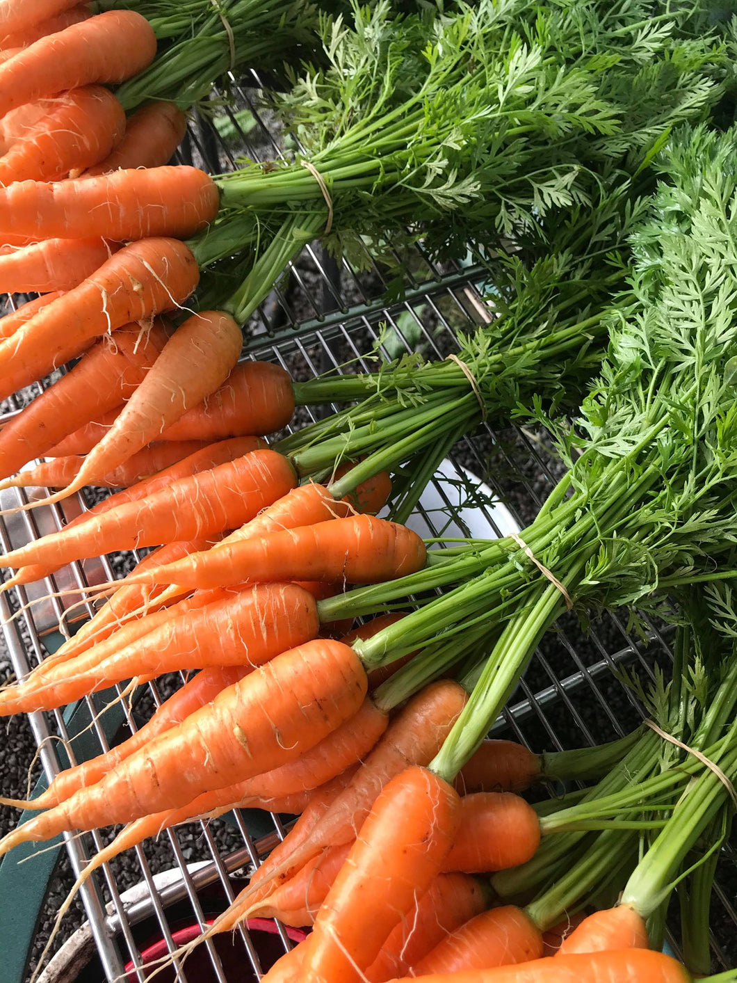 Carrots (Bunch) - Grow Together Farm